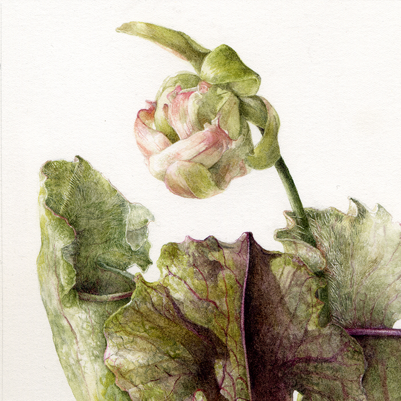  Sarracenia 